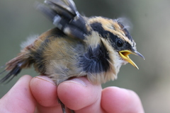 Aphrastura spinicauda fulva