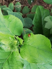 Harmonia axyridis