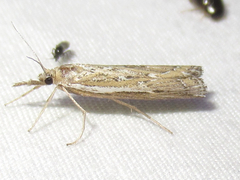 Thaumatopsis pectinifer