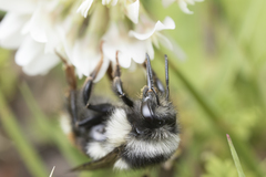 Bombus vancouverensis vancouverensis