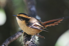 Aphrastura spinicauda fulva