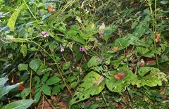 Argyreia involucrata
