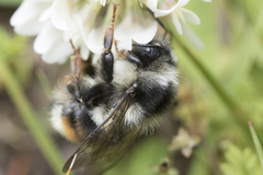Bombus vancouverensis vancouverensis
