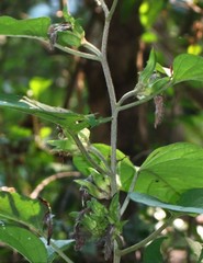 Argyreia involucrata
