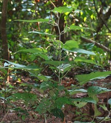 Argyreia involucrata