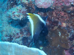 Heniochus varius