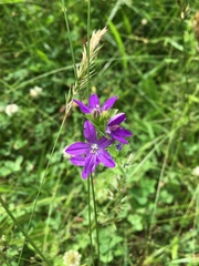 Triodanis perfoliata
