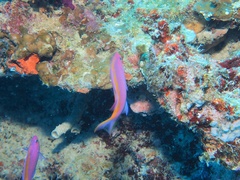 Mirolabrichthys tuka