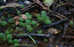 Limnophila