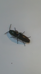 Chalcolepidius viridipilis