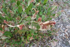Lasiopetalum macrophyllum