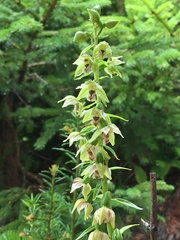Epipactis helleborine orbicularis