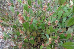 Lasiopetalum macrophyllum