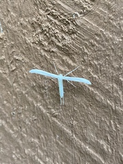 Hellinsia homodactylus