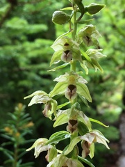 Epipactis helleborine orbicularis