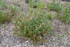 Lasiopetalum macrophyllum