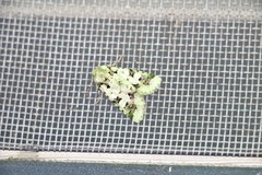 Diphtherocome pulchra