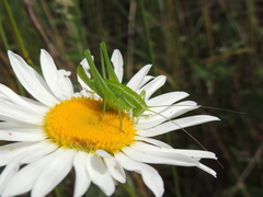 Poecilimon intermedius