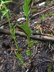 Epipactis helleborine orbicularis