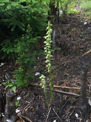 Epipactis helleborine orbicularis