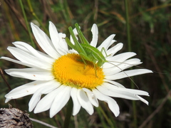 Poecilimon intermedius