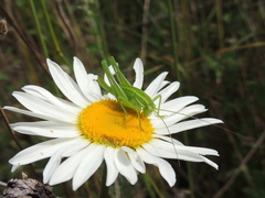 Poecilimon intermedius