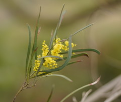 Acacia mucronata longifolia