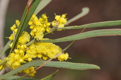 Acacia mucronata longifolia