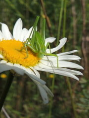 Poecilimon intermedius