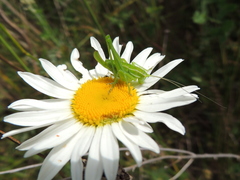 Poecilimon intermedius