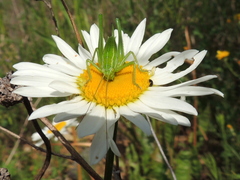 Poecilimon intermedius