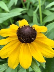 Rudbeckia hirta