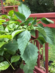 Physalis philadelphica