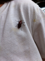 Strongylium hoepfneri