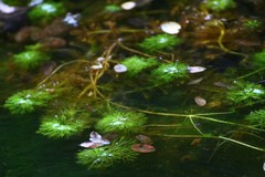 Limnophila