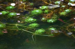 Limnophila
