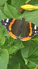 Vanessa atalanta