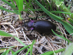 Carabus violaceus aurolimbatus