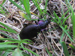 Carabus violaceus aurolimbatus