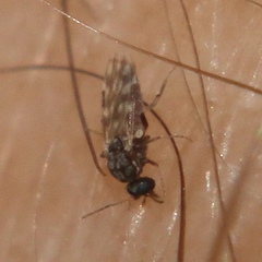Culicoides
