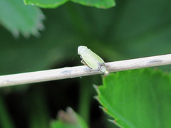 Verdanus