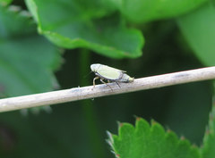 Verdanus