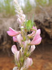 Poecilimon intermedius