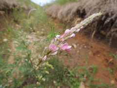 Poecilimon intermedius