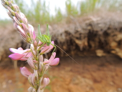 Poecilimon intermedius