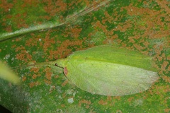 Chondroderella borneensis