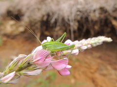 Poecilimon intermedius