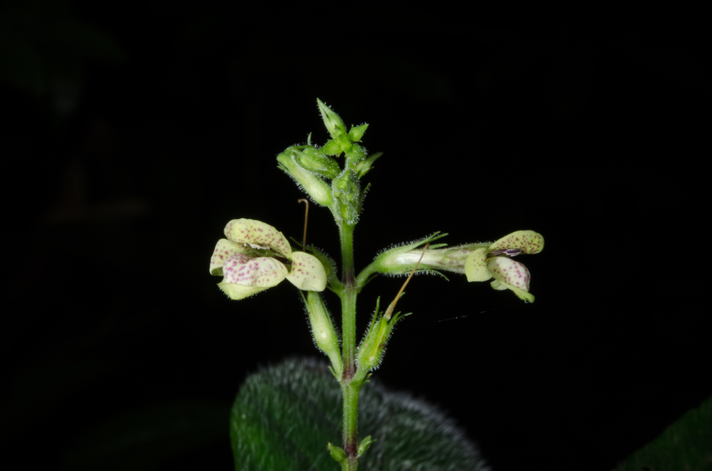 Asystasia leptostachya
