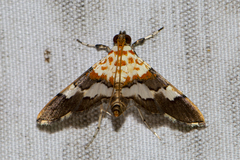 Aetholix flavibasalis