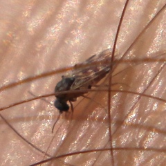 Culicoides